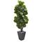 6ft. Fiddle Leaf Fig Tree in Slate Planter